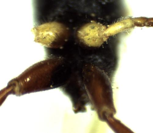 Erigorgus procerus